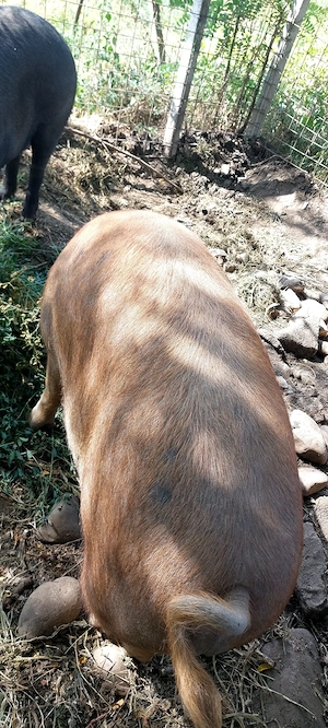 Vând porc gras DUROC 200 kg + - - imagine 5