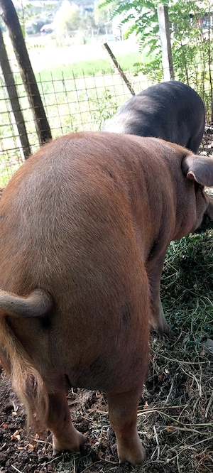 Vând porc gras DUROC 200 kg + - - imagine 2