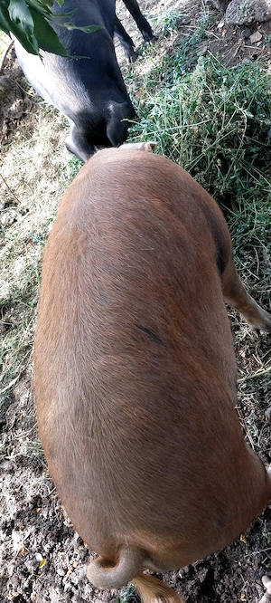 Vând porc gras DUROC 200 kg + - - imagine 3