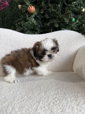 shih tzu mini toy 