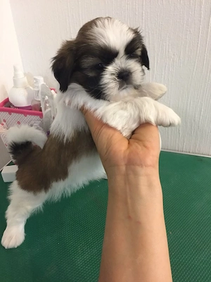shih tzu mini toy 