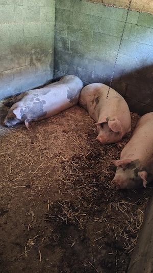 Porci de Vanzare