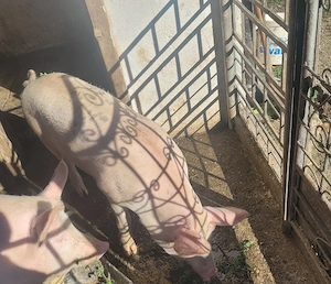 Șoldan de vânzare.Tel  
