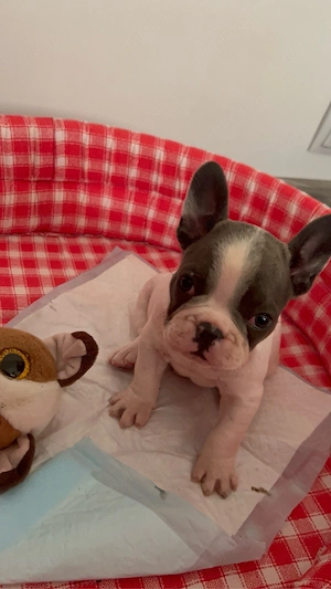 Bulldog Francez pui mascul - imagine 2