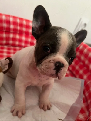 Bulldog Francez pui mascul