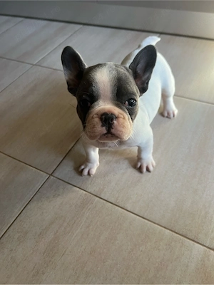 Bulldog Francez pui mascul - imagine 5