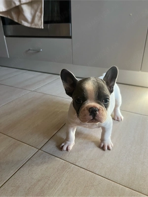 Bulldog Francez pui mascul - imagine 4