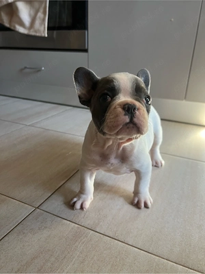 Bulldog Francez pui mascul - imagine 3