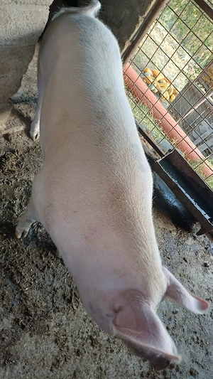 Se vinde purcica 