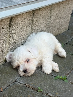 Bichon maltez fetita  - imagine 4