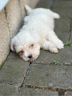 Bichon maltez fetita  - imagine 2