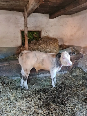  Vând vițel rasa albastru belgian 
