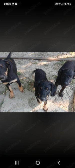 Se dau spre adoptie 2 cățeluși de 3 luni!