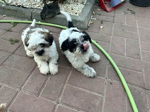 Catelusa Shih Tzu - imagine 2