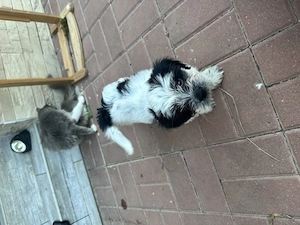 Catelusa Shih Tzu - imagine 3