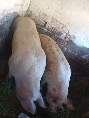 Vand porci 200-300 kg  - imagine 5