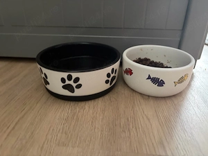 Pisică de vânzare   cu toate accesoriile incluse