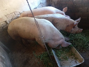 Vand porci 200-300 kg  - imagine 4