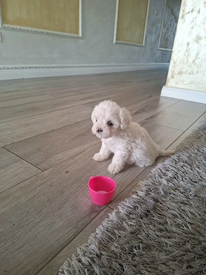 Catel alb bichon  - imagine 2