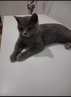pisica british shorthair  - imagine 2