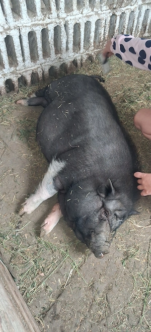 Vand porc vietnamez 