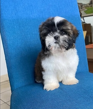 Shih Tzu.   