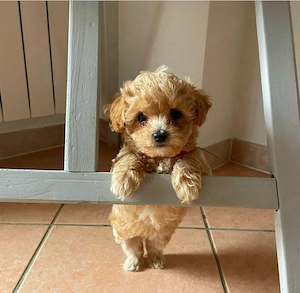 Maltipoo toy frumosi si sănătoși 