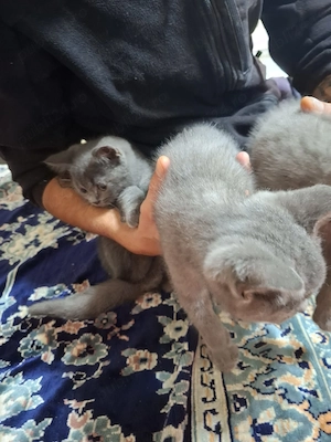 Se vinde british shorthair - imagine 3
