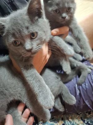 Se vinde british shorthair - imagine 2