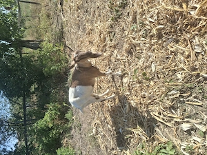 : Vând sau schimb cu porc5 capre (Capră cu lapte, Țap ciut tânăr,  o capra fara lapte si 2Ieduțe)  - imagine 5