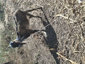 : Vând sau schimb cu porc5 capre (Capră cu lapte, Țap ciut tânăr,  o capra fara lapte si 2Ieduțe)  - imagine 2