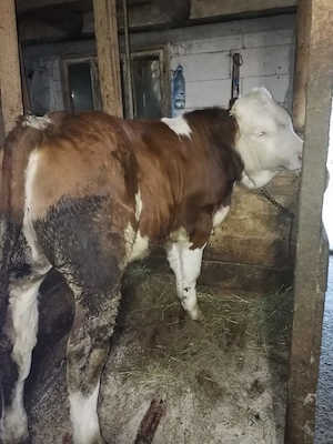 Vând 2 viței de 7 Luni