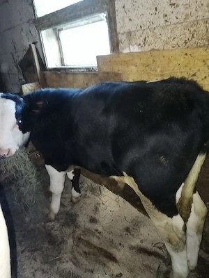 Vând 2 viței de 7 Luni - imagine 3