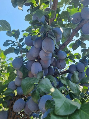 Prune anaspet d