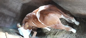 Vand vițea bălțată românească 