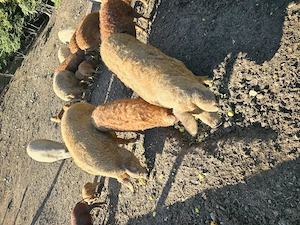 Porci mangalita crescuți in semilibertate - imagine 5