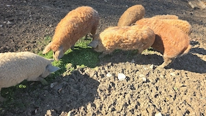 Porci mangalita crescuți in semilibertate - imagine 3