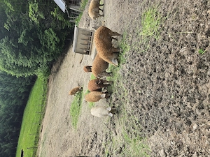 Porci mangalita crescuți in semilibertate - imagine 2