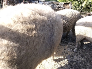 Vând porci MANGALIȚA pentru sacrificat crescuți natural   Rezervări Crăciun - imagine 2