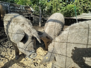Vând porci MANGALIȚA pentru sacrificat crescuți natural   Rezervări Crăciun
