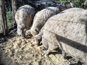 Vând porci MANGALIȚA pentru sacrificat crescuți natural   Rezervări Crăciun - imagine 3