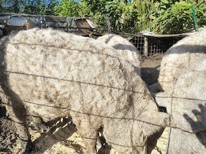 Vând porci MANGALIȚA pentru sacrificat crescuți natural   Rezervări Crăciun - imagine 4