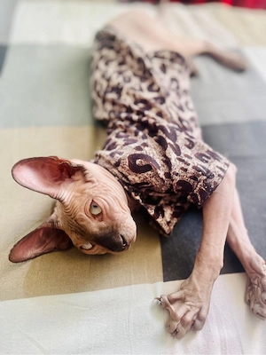 Sfinx Sphynx