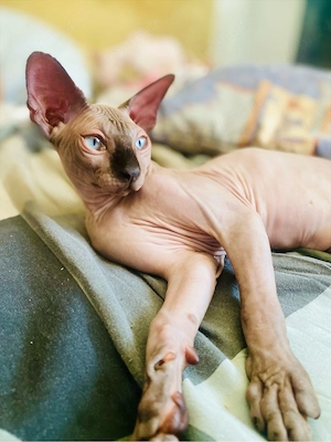 Pisicute sfinx sphynx