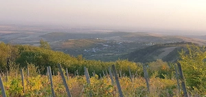 vând struguri pentru vin