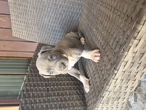 Catei Amstaff Blue rasa pura - imagine 2
