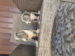 Catei Amstaff Blue rasa pura - imagine 4