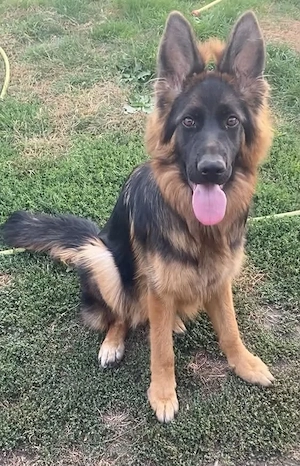 Ciobanesc German de Show 
