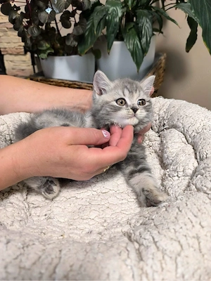 british silver tabby  - imagine 2