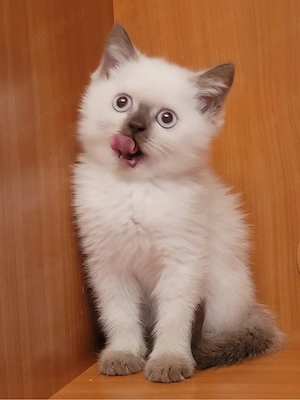 ragdoll puiut  - imagine 2